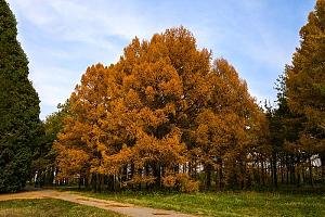 В эфире UNFF-0069 Иссыкский государственный дендрологический парк New One